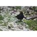 Songbird Blackbird Male Close Blackbird Winter - Laminated Poster Print - 20 Inch by 30 Inch with Bright Colors and Vivid Imagery