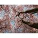 Cherry Blossom Tree Japanese Cherry Bloom Blossom - Laminated Poster Print - 20 Inch by 30 Inch with Bright Colors and Vivid Imagery