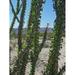 Joshua Tree National Park California Plant Ocotillo - Laminated Poster Print - 20 Inch by 30 Inch with Bright Colors and Vivid Imagery