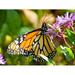 Nature Insect Monarch Butterfly - Laminated Poster Print - 20 Inch by 30 Inch with Bright Colors and Vivid Imagery