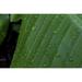 Drops Banana Leaf Water Drops On Leaf Green Rain - Laminated Poster Print - 12 Inch by 18 Inch with Bright Colors and Vivid Imagery