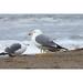 Wave Animal Seabird Sea Beach Seagull Sea Gull - Laminated Poster Print - 20 Inch by 30 Inch with Bright Colors and Vivid Imagery