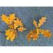 Oak Leaves Leaf Leaves Oak Tree Autumn Emerge - Laminated Poster Print - 20 Inch by 30 Inch with Bright Colors and Vivid Imagery