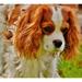 Funny Animal Dog Cavalier King Charles Spaniel Pet - Laminated Poster Print - 20 Inch by 30 Inch with Bright Colors and Vivid Imagery