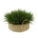 Primrue 8" Artificial Grass in Basket Plastic/Wicker/Rattan in Brown | 13 H x 20 W x 20 D in | Wayfair 3A88FDB0E63B4467B782D31826A0422B