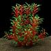 Norgail Large Aquarium Plants Artificial Plastic Fish Tank Plants Decoration Ornament for All Fish 12.6 inch Made of Soft Safe Plastic (Black red )