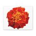 Latitude Run® Red Yellow Flower - Wrapped Canvas Illustration Canvas in Orange/Red | 9 H x 12 W x 2 D in | Wayfair E66F033226154E3EB2519F22745D3CF8