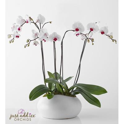 1-800-Flowers Flower Delivery Elegant Orchid Garden For Sympathy