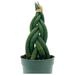 Braided African Spear Plant Cylindrical Snake Plant Spear sansevieria Twisted Snake Plant Braided sansevieria Big in 4 inch Pot Large