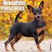 Just Miniature Pinschers 2024 Wall Calendar, 12" L X 12" W, Large, 12 IN