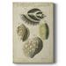 Vintage Shell Study I Premium Gallery Wrapped Canvas - Ready to Hang