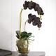 bloom Artificial Double Phalaenopsis Orchid Black - Artificial Flowers, Silk Flowers, Faux Flowers That Look Real, Perfect For Mothers Day Flowers, Artificial Foliage in Glass Vase