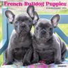 Just French Bulldog Puppies 2024 Wall Calendar, 12" L X 12" W, Large, 12 IN