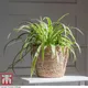 Thompson & Morgan Chlorophytum Spider Plant - Houseplant - 2 Plants