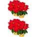 The Holiday Aisle® Large Premier Silk Poinsettia Plant Christmas Decorations, Amazingly Lifelike & Realistic, 17" X 15" (4 Poinsettias) Red | Wayfair