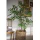 4ft Mini Artificial Tree, Black Olive tree H 150cm, Small Ficus tree, Shady Lady fake tree, Realistic trunk, Potted tree, Interior design