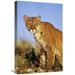 Global Gallery 16 x 24 in. Mountain Lion or Cougar Portrait North America Art Print - Tim Fitzharris