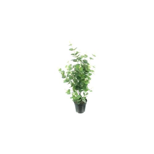 Topfpflanze `Eukalyptus` ; bunt ; Höhe 65 cm, Topf Ø 13 cm