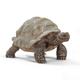 schleich WILD LIFE Tortue géante