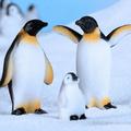 Penguin Animal Figurines Animals Model Toys Cake Ocean Mini Figurine Miniature Penguins Ornament Figure Topper Sea