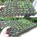 Seed Tray Planter Garden Pots Durable Seed Germination Plant Flower Pots Nursery Grow Box