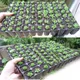 Seed Tray Planter Garden Pots Durable Seed Germination Plant Flower Pots Nursery Grow Box