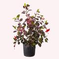 American Plant Exchange Hibiscus Red Hot, Multi-Color Live Plant, 10-Inch Pot, Tropical Shrub Perfect for Home & Garden in Black | Wayfair