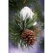 Early Snow On Pine Tree Branch with Pinecone Poster Print by Natural Selection Craig Tuttle - 24 x 36 - Large