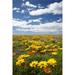 Wildflowers Marine Parade Napier Waterfront Hawkes Bay North Island New Zealand Poster Print by David Wall