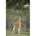 Rothschild giraffe - Giraffa camelopardalis rothschildi feeding on tree leaves Lake Nakuru National Park Kenya Poster Print by - 16 x 24