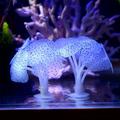 AZZAKVG Aquarium Aquarium Light Aquarium Plant Aquarium Sand Fish Aquarium Silicone Aquarium Fish Tank Artificial Coral Plant Underwater Ornament Decor