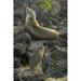 Ecuador-Galapagos -Genovesa Island-Darwin Bay. Yellow-crowned heron and sea lion on rocks. Poster Print - Gallery Jaynes (16 x 24)