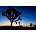 Joshua trees at sunset-Joshua Tree National Park-California-USA Poster Print - Russ Bishop (24 x 15)