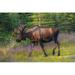 Bull Moose in Velvet Kincaid Park Anchorage Southcentral Alaska Summer Poster Print by Michael Jones - 36 x 24