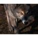 USA-New Jersey-Lakota Wolf Preserve. Close-up of wolf. Poster Print - Gallery Jaynes (24 x 18)