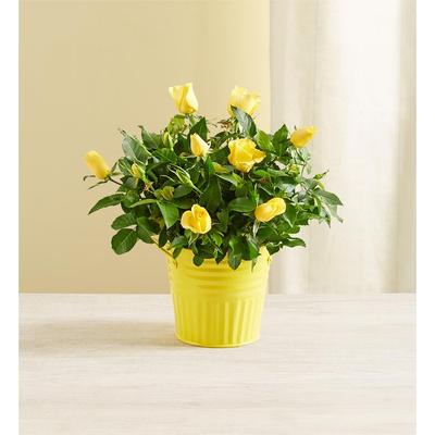 1-800-Flowers Flower Delivery Hungry Caterpillar Rose Plant