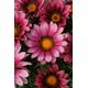 Gazania F1 New Day Pink Shades x10 seeds, Bedding - Basket or Tub plant