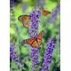 Butterfly on Lavender - 3000 Piece Wooden Jigsaw Puzzle - Floor Entertainment Puzzle for Adults and Teens