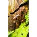 Mollusk Snail Macro Nature Shell Slowly - Laminated Poster Print -12 Inch by 18 Inch with Bright Colors and Vivid Imagery