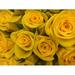 Yellow Flower Flowers Rose Nature Flower Yellow - Laminated Poster Print - 20 Inch by 30 Inch with Bright Colors and Vivid Imagery