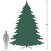 16' Pre-Lit Commercial Pendleton Spruce Slim Artificial Christmas Tree Multicolor Lights