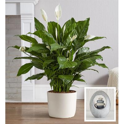 1-800-Flowers Plant Delivery Calming Peace Lily Floor Plant W/ Keepsake