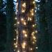 The Holiday Aisle® 100 LED Christmas Trunk Net Light in White | 72 H x 24 W in | Wayfair NT-LED-5MM-2x6-100-WW-L24-T4-BW