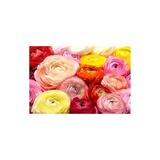 Ranunculus Bulbs for Planting - Buttercup Flower -Plant in Gardens Containers & Flowerbeds - Easy to Grow Fall or Spring Perennial Flowers Bulbs (20 Mixed Color Bulbs)