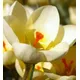 Boston Seeds Romance Specie Crocus Bulbs (500 Bulbs)