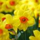 Thompson & Morgan 10 x Daffodil (narcissus) Jonquilla Martinette Bulbs