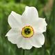 Thompson & Morgan 20 x Daffodil (narcissus) Sagana Bulbs