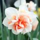 Thompson & Morgan 10 x Daffodil (narcissus) Replete Improved Bulbs