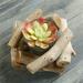 Drifting Wood Ins Style New Style Ornaments Gifts Handicrafts Wooden Meat Box Handicrafts Creative Home Ornaments