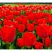 Pre-Chilled Flower Bulbs for Forcing Indoors - Easy to Grow - Grow in Water or Dirt Indoors or Plant Outdoors - Prechilled Indoor Bulbs (10 Red Tulips)